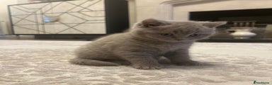 British Shorthair Kitten 5
