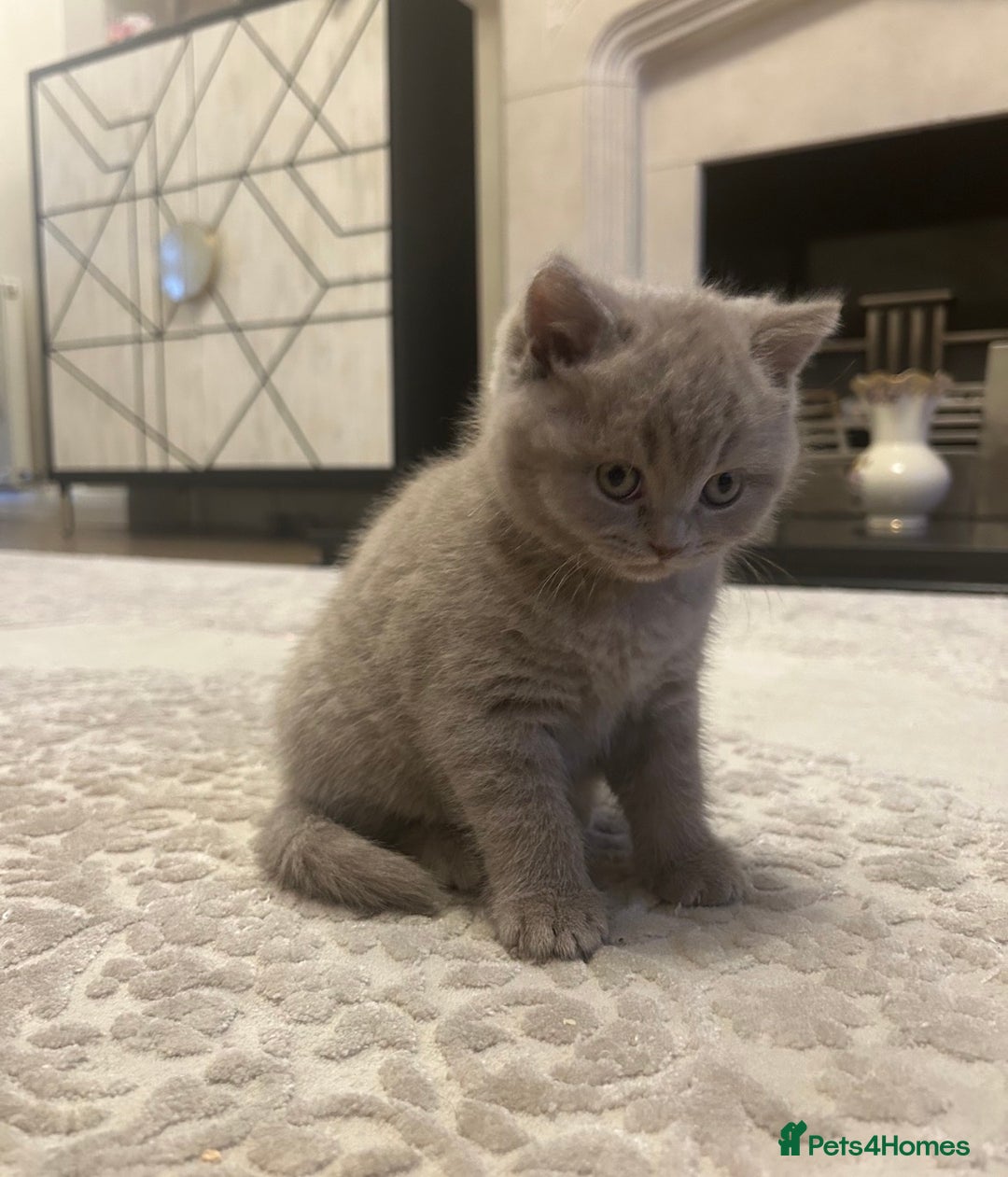 British Shorthair cats for sale: British shorthair kittens - Advert 6