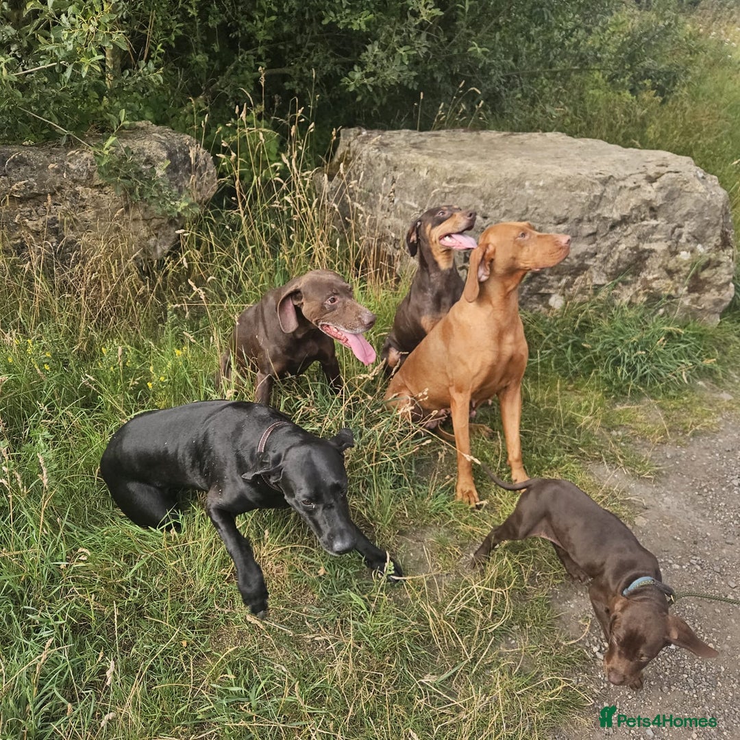 Mixed Breed dogs for sale: Hungarian vizsla pups top quality pups  - Advert 21