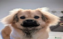 Tibetan Spaniel dogs for sale: Health tested boy - Advert 1