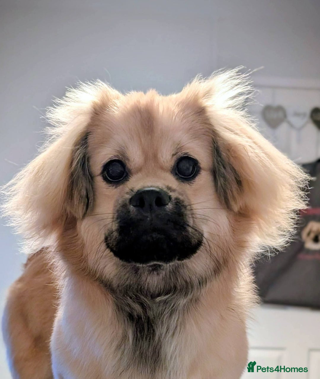 Tibetan Spaniel dogs for sale: Health tested boy - Advert 1