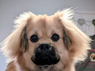 Tibetan Spaniel dogs Health tested boy - Advert 1