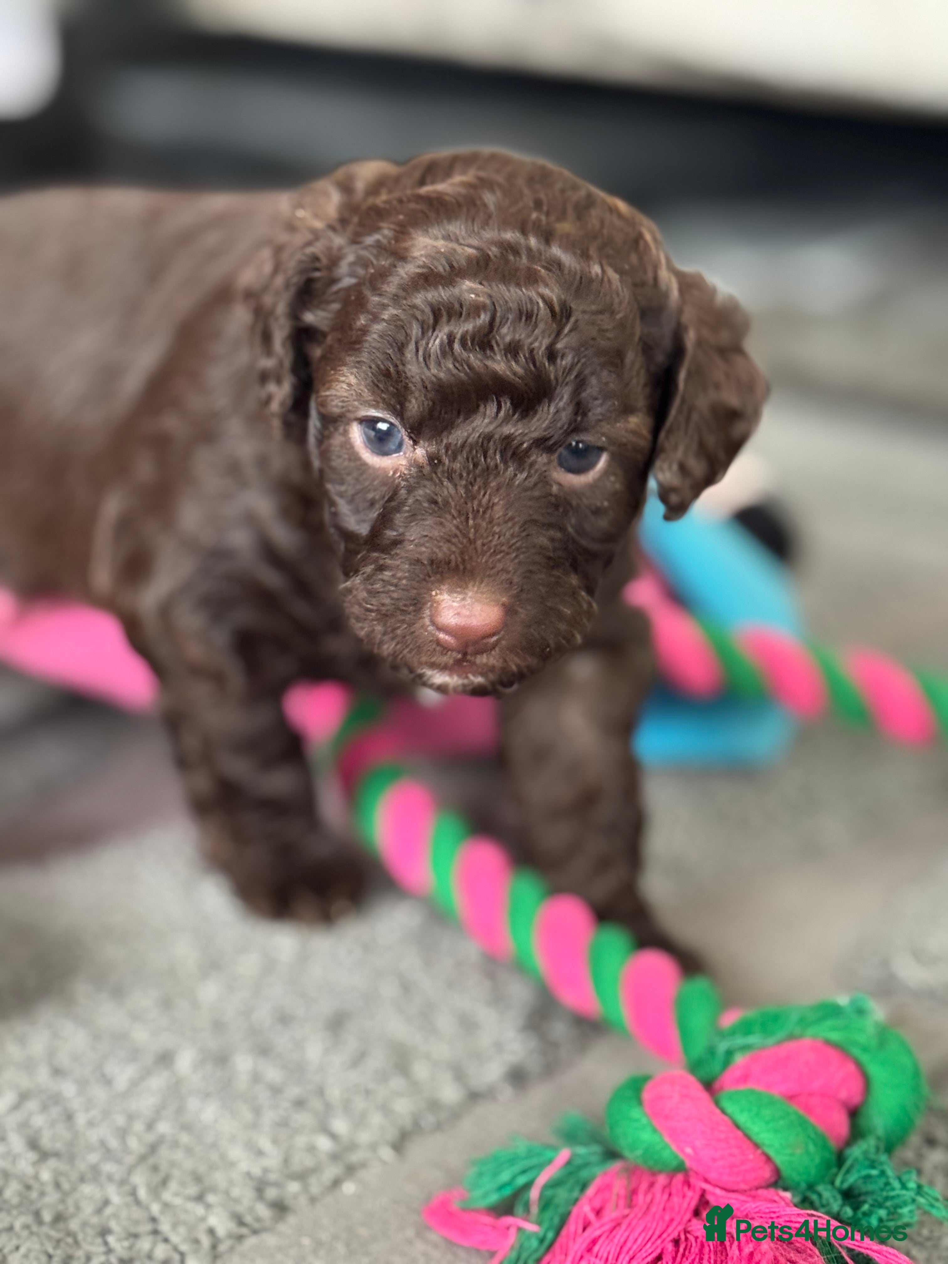 Aussiedoodle dogs Miniature Aussie Doodle Pups 🐾 ❤️ - Advert 11