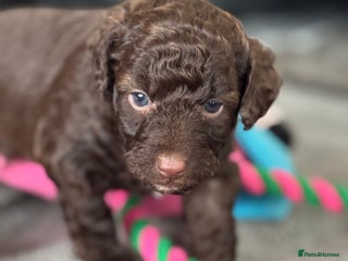 Aussiedoodle dogs Miniature Aussie Doodle Pups 🐾 ❤️ - Advert 11