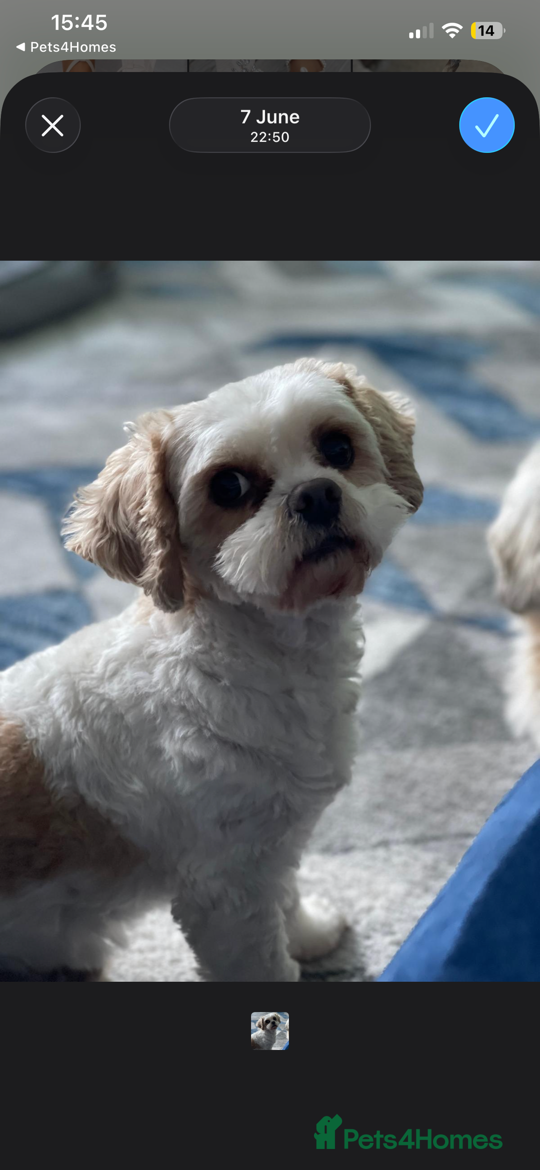 Mixed Breed dogs for sale: Beautiful Shih Tzu X Maltese pups  - Advert 8