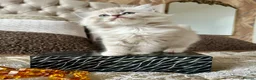 Ragdoll cats for sale: Adorable Ragdolls Babies 🌸🌸🌸 - Advert 18