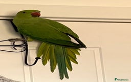 Ringnecks birds for sale: Green Indian Ringneck  - Image 4