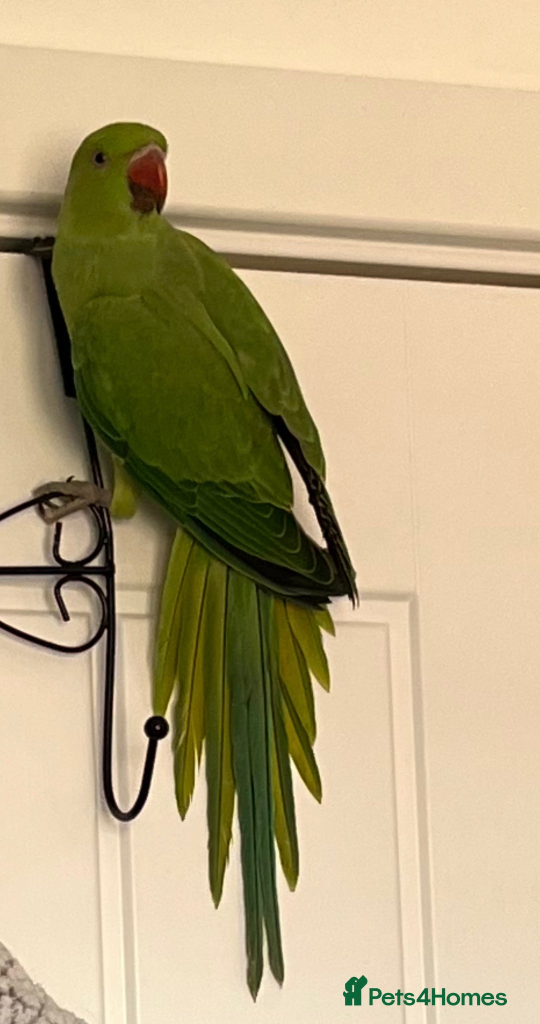 Ringnecks birds for sale: Green Indian Ringneck  - Image 4