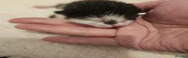 Mixed Breed 8