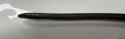 King Snake reptiles for sale: female mexican black kingsnake - Advert 3
