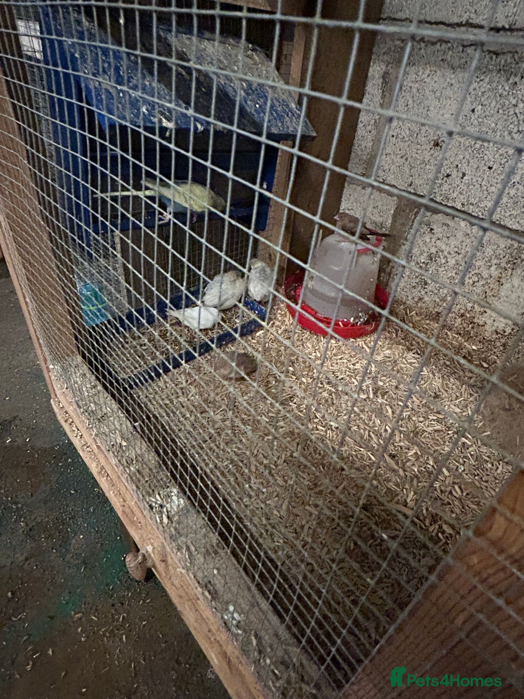 Parakeets birds for sale: Birds - Advert 8