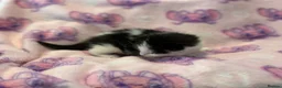 Mixed Breed cats for sale: Frankie’s Kittens Ready 20th August - Advert 21