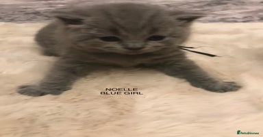 British Shorthair cats - Advert 9