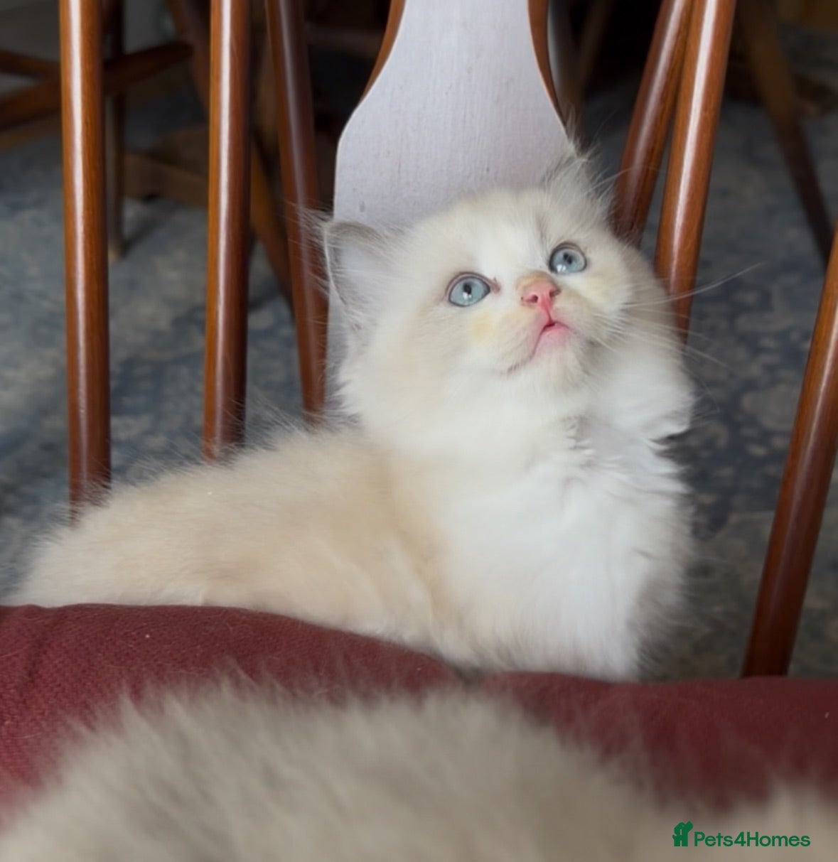 Ragdoll cats 🌟TICA🌟Champion Ragdoll🏆🏆🏆 - Advert 1