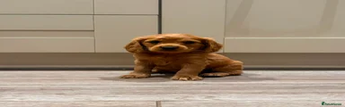 Cavapoo 5 - female