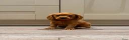 Cavapoo dogs for sale: Beautiful apricot cavapoos PRICE REDUCED £1900 - Advert 10
