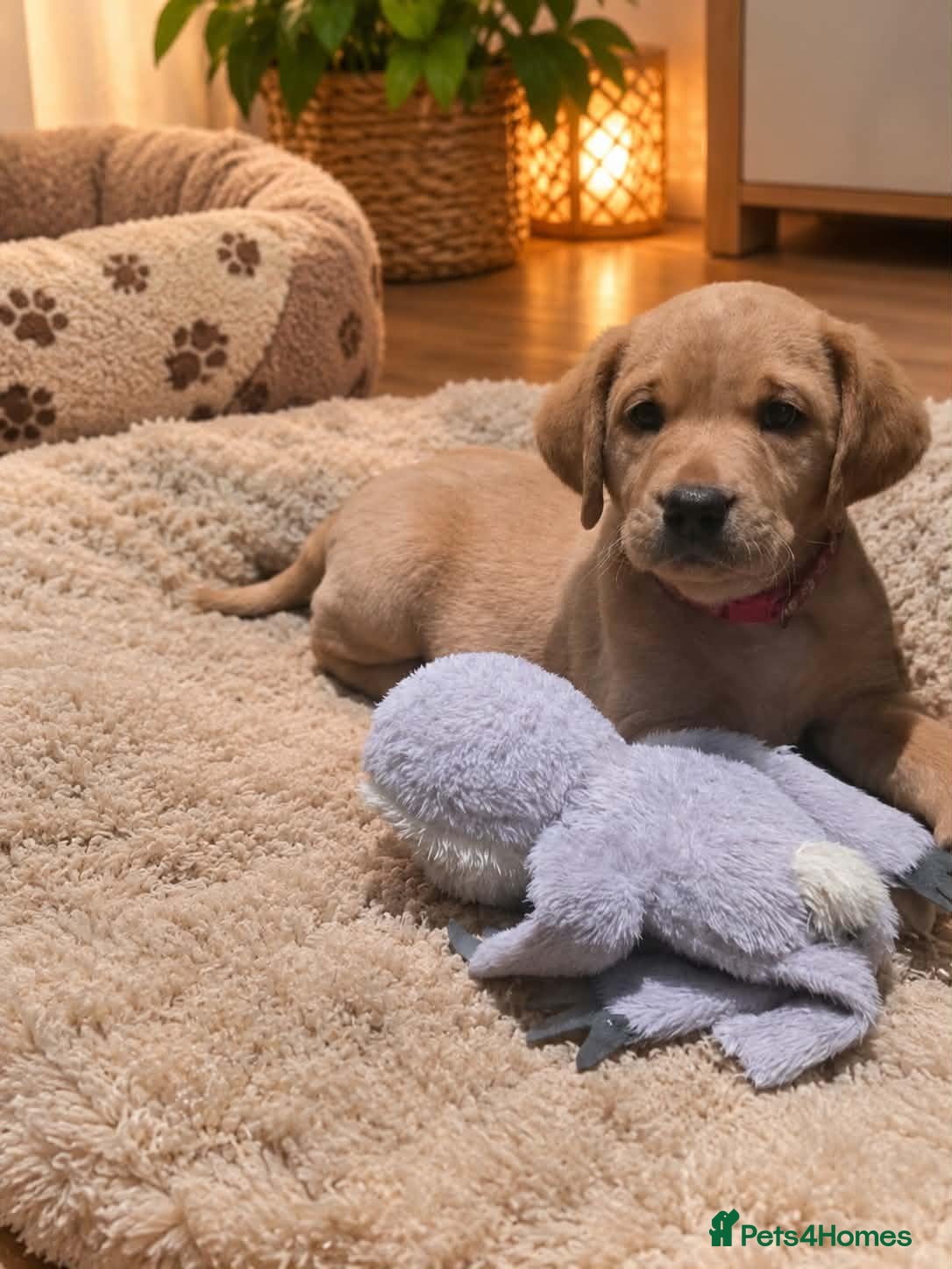 Labrador Retriever dogs LABRADOR PUPPIES ONLY 1 BOY 💚 LEFT - Advert 11