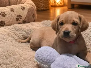 Labrador Retriever dogs LABRADOR PUPPIES ONLY 1 BOY 💚 LEFT - Advert 11
