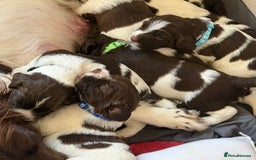 English Springer Spaniel dogs for sale: Springer Spaniel - Image 8