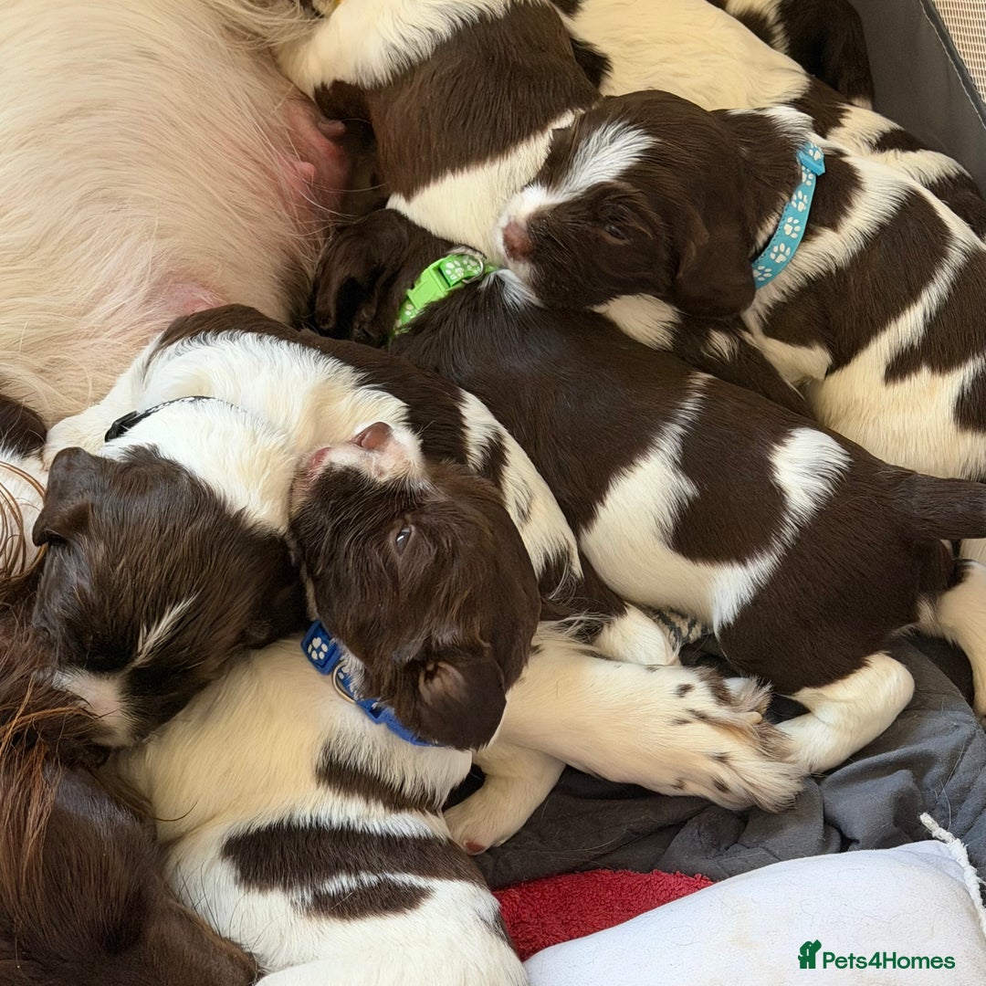 English Springer Spaniel dogs for sale: Springer Spaniel - Image 8