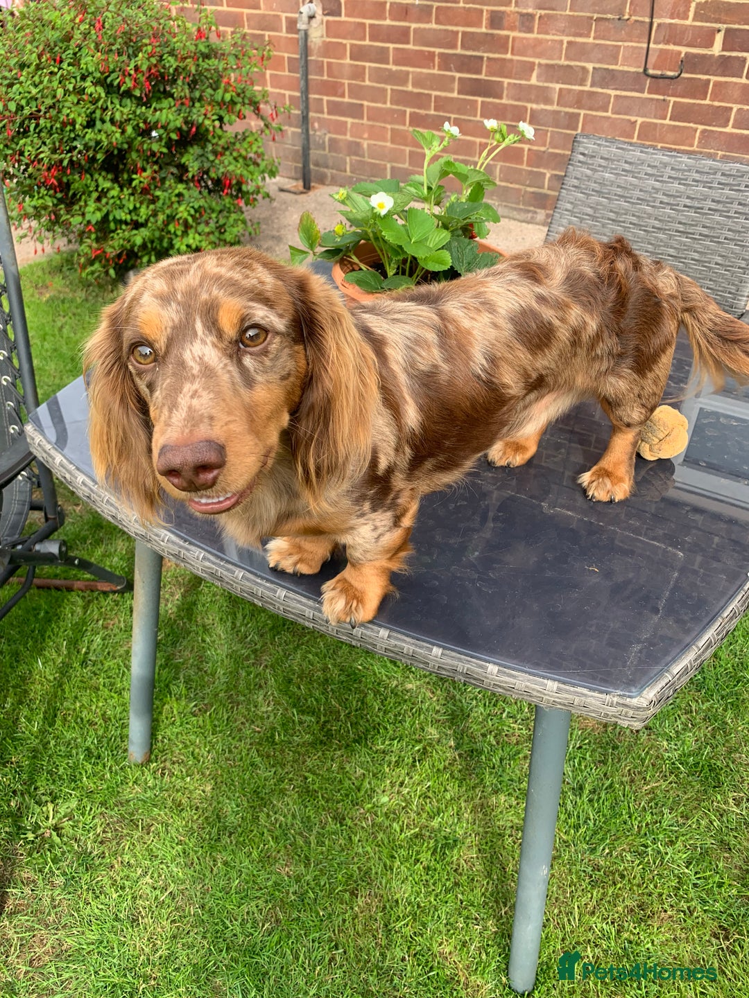 Dachshund dogs for stud: K.C reg. long hair dapple dachshund for STUD - Image 6