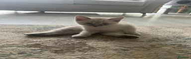 Ragdoll 2