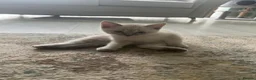 Ragdoll cats for sale: 8 gorgeous ragdoll kittens for sale - Advert 8