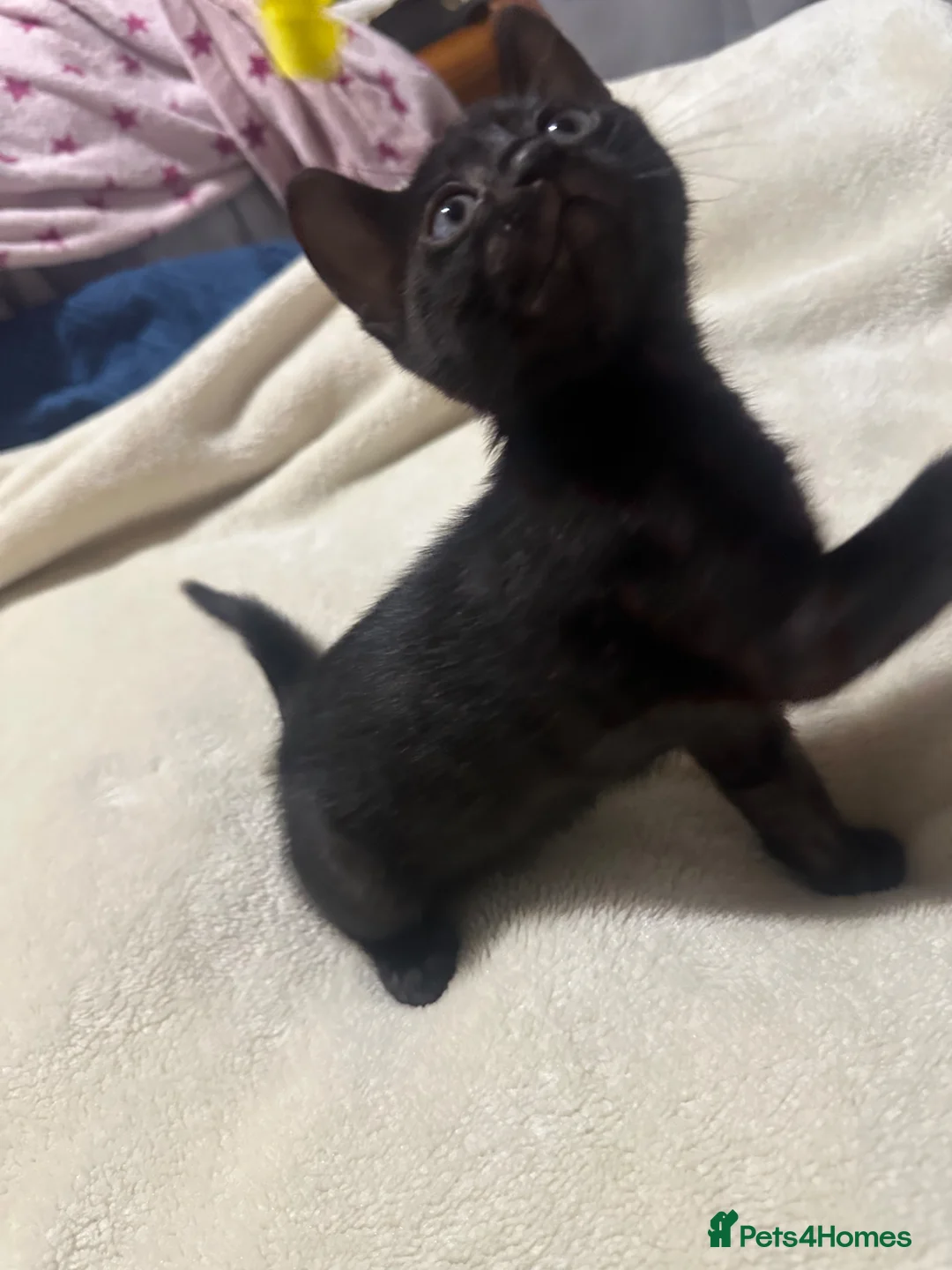 Bengal cats for sale: Pure breed Bengal kittens - Advert 25