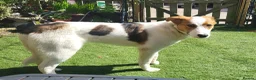 Mixed Breed dogs for adoption: MELODY ( FOSTER TO ADOPT)  - Advert 7