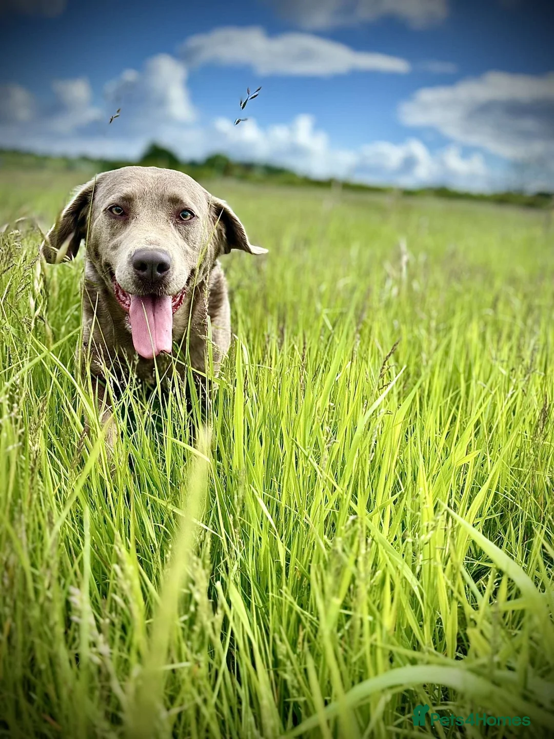 Labrador Retriever dogs for sale: Beautiful Labrador ‘sky’ looking for a new home - Advert 2