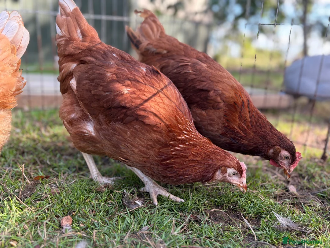 Chickens poultry for sale: POL Hens For Sale - Advert 6