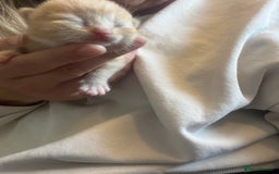 Domestic Shorthair cats for sale: 4 gorgeous kittens  - Image 14