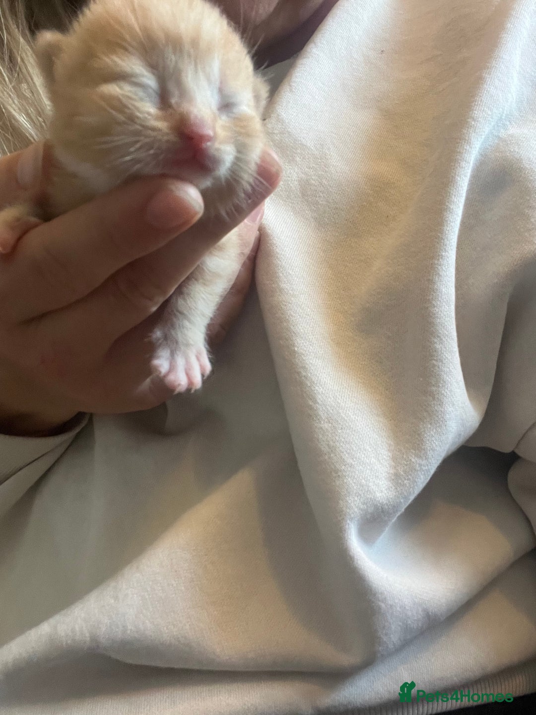 Domestic Shorthair cats for sale: 4 gorgeous kittens  - Image 14