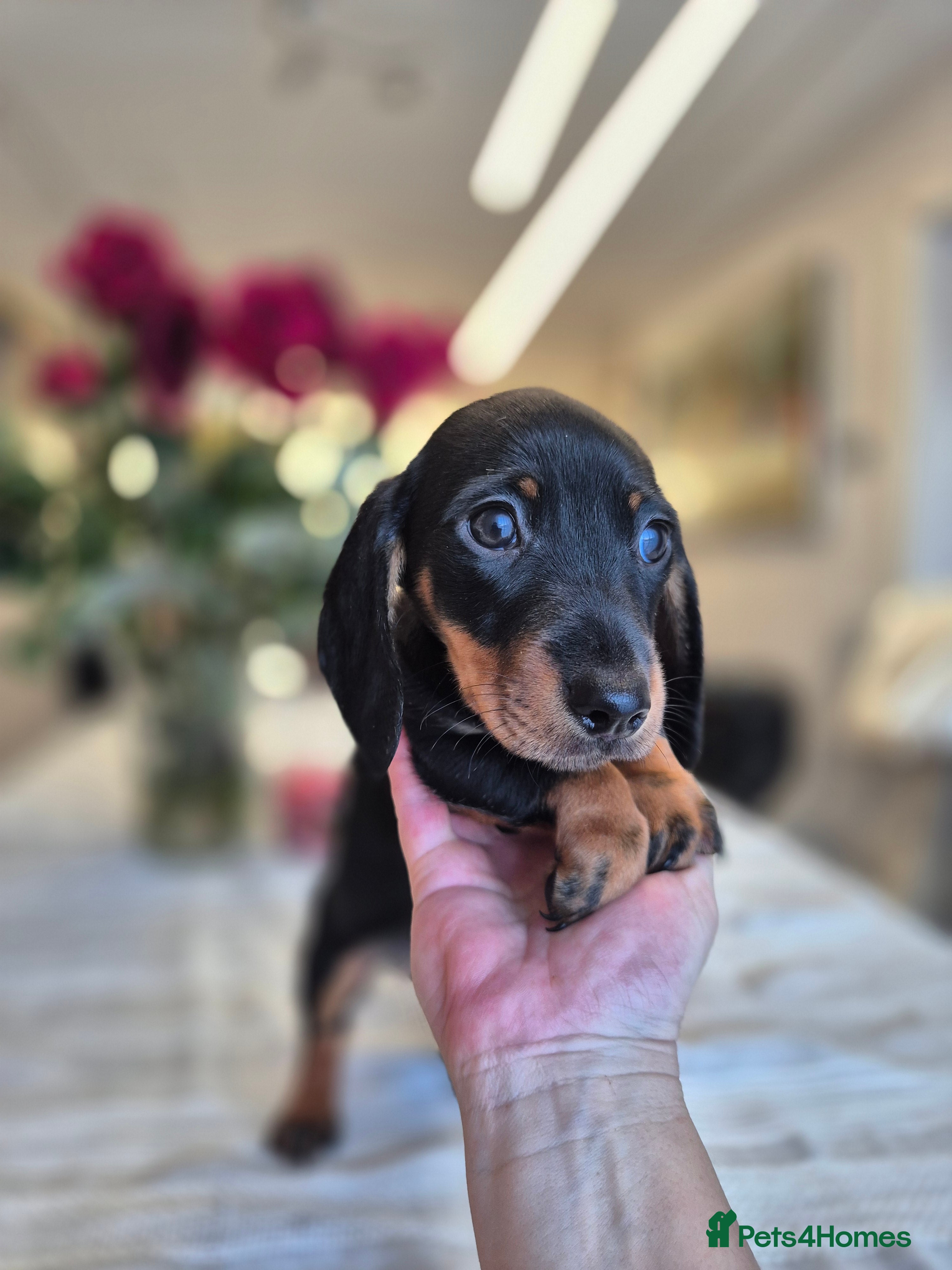 Dachshund dogs 💙 1 Boy left!Ready to leave! - Advert 16