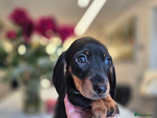 Dachshund dogs 💙 1 Boy left!Ready to leave! - Advert 16