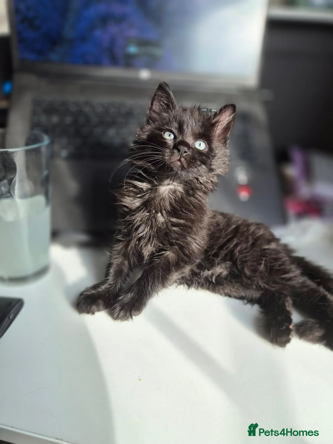 Mixed Breed cats for sale: Blue Eyed Long haired girl  in Bromley - Advert 2
