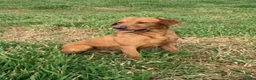 Labrador Retriever dogs for sale: KC Labradors puppies  - Advert 2