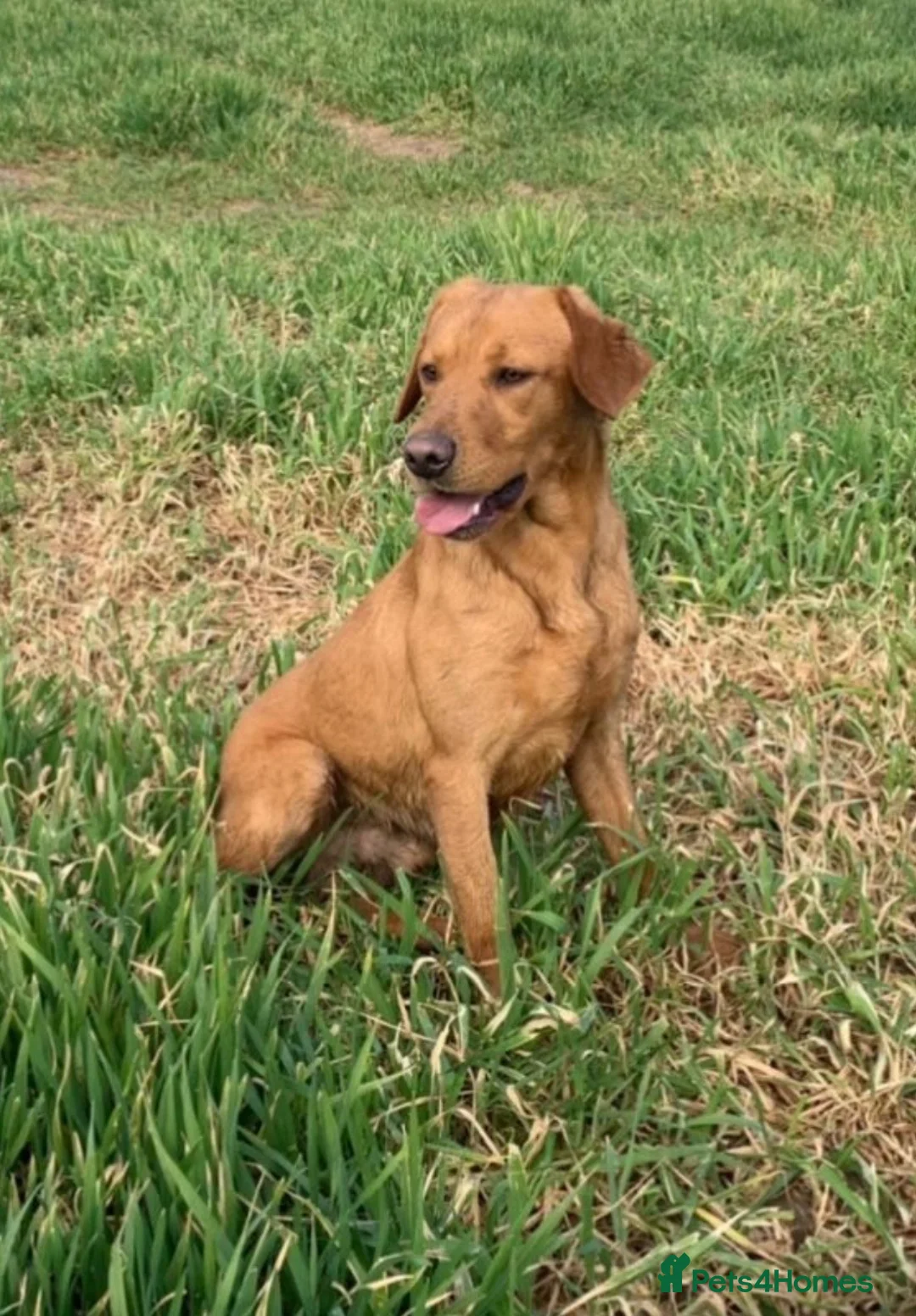 Labrador Retriever dogs for sale: KC Labradors puppies  - Advert 2