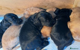 Cockapoo dogs for sale: 8 gorgeous Cockapoos  - Image 16