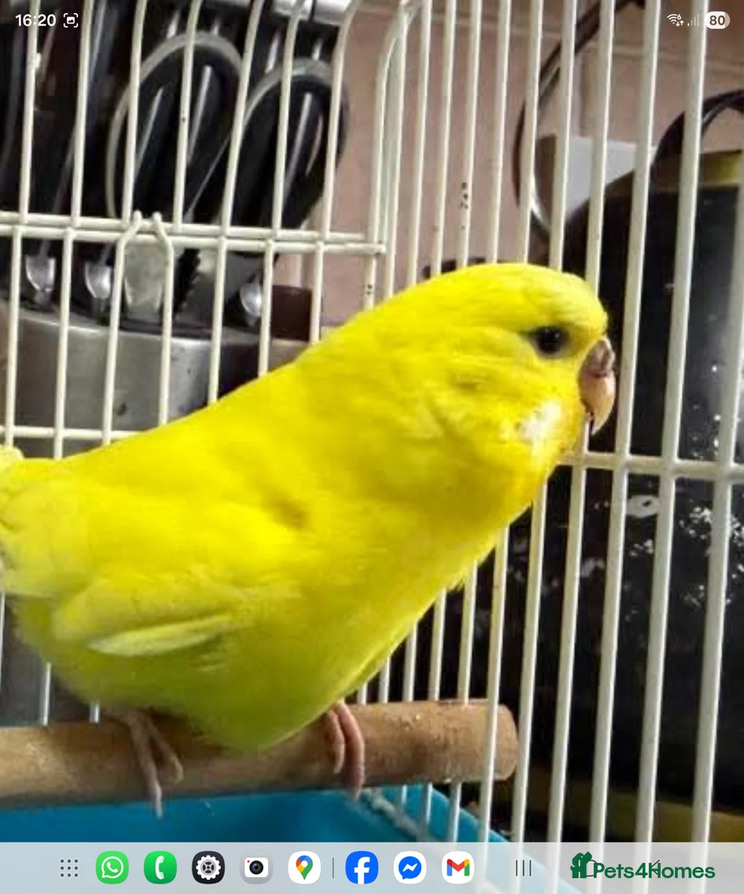 Budgerigars birds for sale: Pair of yellow lutino budgies - Advert 5