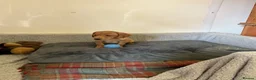 Labrador Retriever dogs for sale: Labrador  in Doncaster - Advert 17