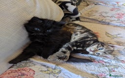 Bombay cats for sale: Different prices Bombay X long hair  - Image 22