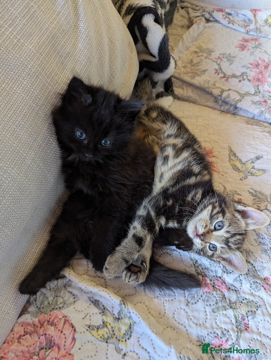 Bombay cats for sale: Different prices Bombay X long hair  - Image 22