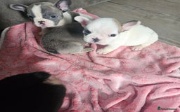 Mixed Breed dogs for sale: 2 frenchie girls ready to leave this week - Image 4