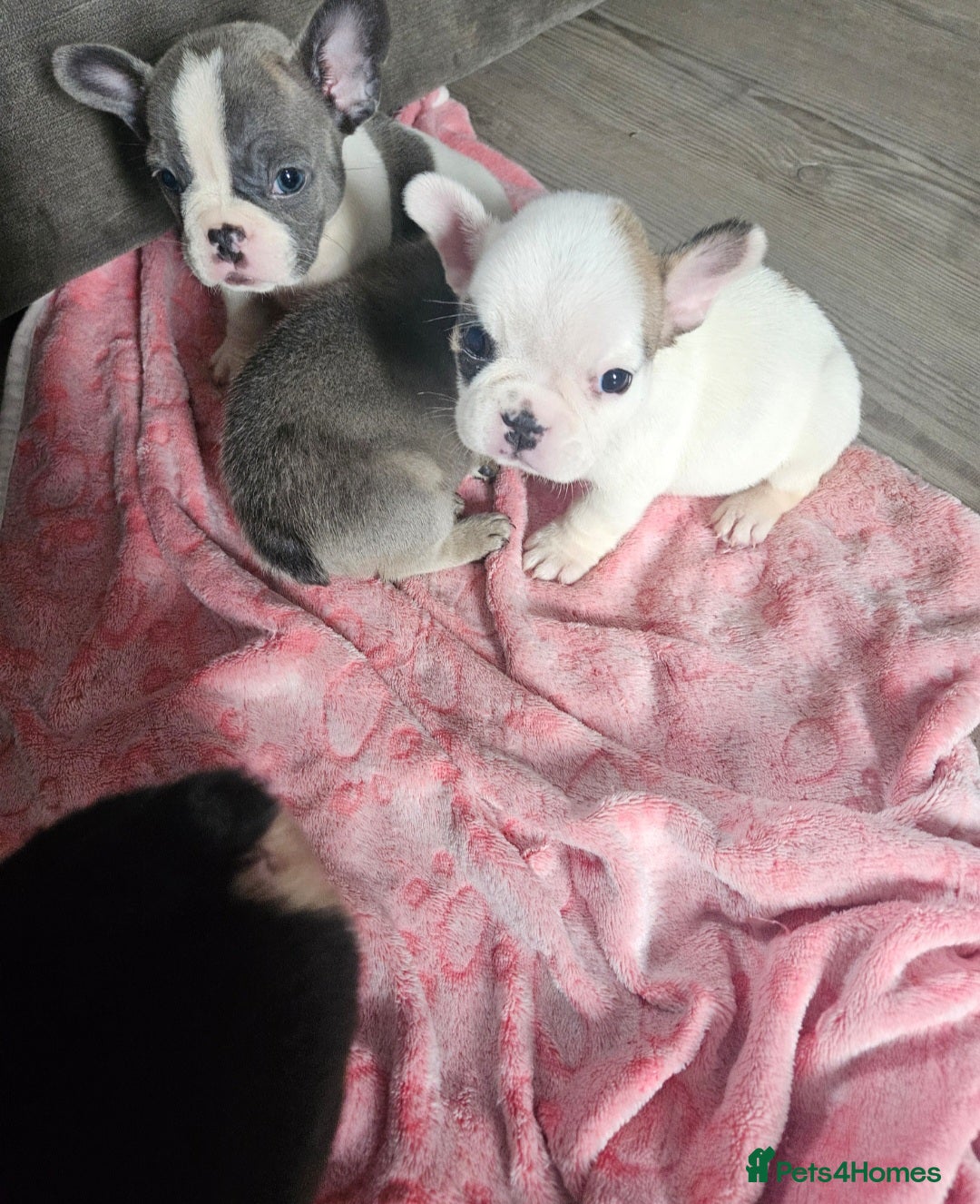 Mixed Breed dogs for sale: 2 frenchie girls ready to leave this week - Image 4