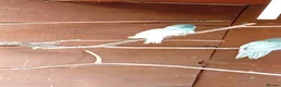 Parakeets birds for sale:   Kakarkis ..parrakeeks in Leicester - Advert 2