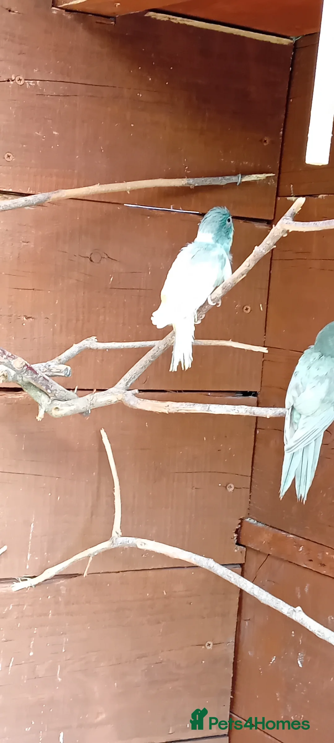 Parakeets birds for sale:   Kakarkis ..parrakeeks in Leicester - Advert 2
