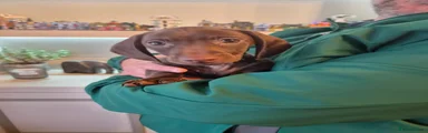 Chocolate no collar