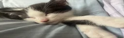 Mixed Breed cats for sale: Adorable 8 weeks old kitten  - Advert 3