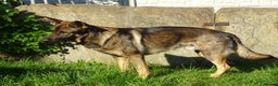 German Shepherd dogs for stud: German Shepherd for Stud in Huddersfield - Advert 4